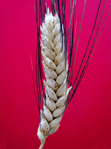 semenzella